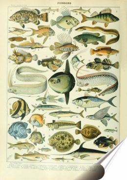 Zoologia Botanika Plakat folia Samoprzylepna (motyw metalowego szyldu)#21098