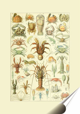 Zoologia Botanika Plakat folia Samoprzylepna (motyw metalowego szyldu)#21104