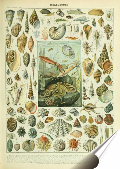 Zoologia Botanika Plakat folia Samoprzylepna (motyw metalowego szyldu)#21105